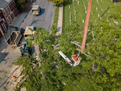 Doug’s Tree Service